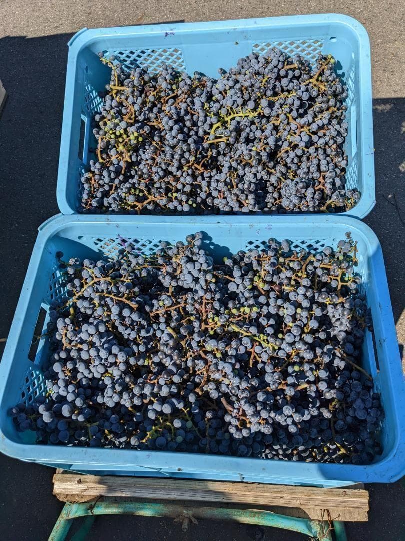 山ぶどう ２０kg　山形県月山山麓産①