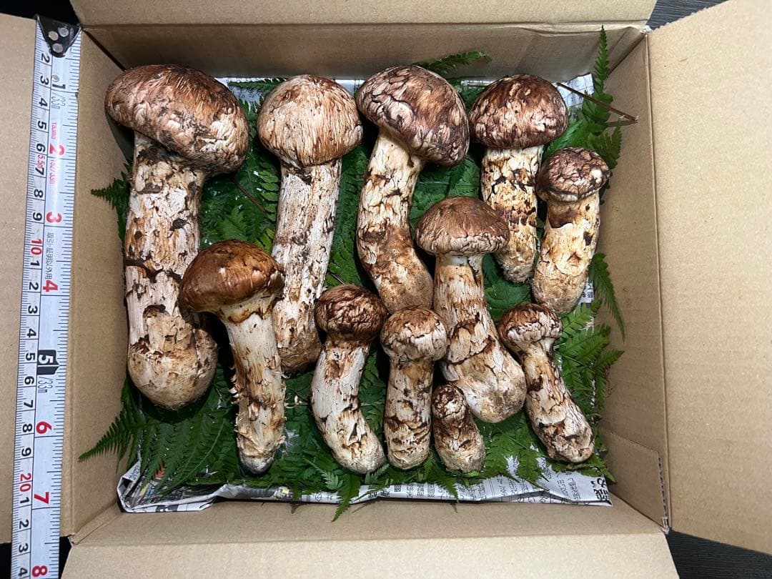岩手県産松茸　770g 11本　10月18日取れ