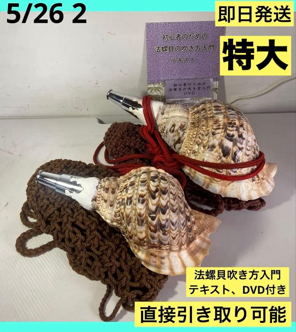 修験道法螺貝　赤紐付き　ほら貝　ホラガイ　袋付き　和楽器　熊よけ　特大