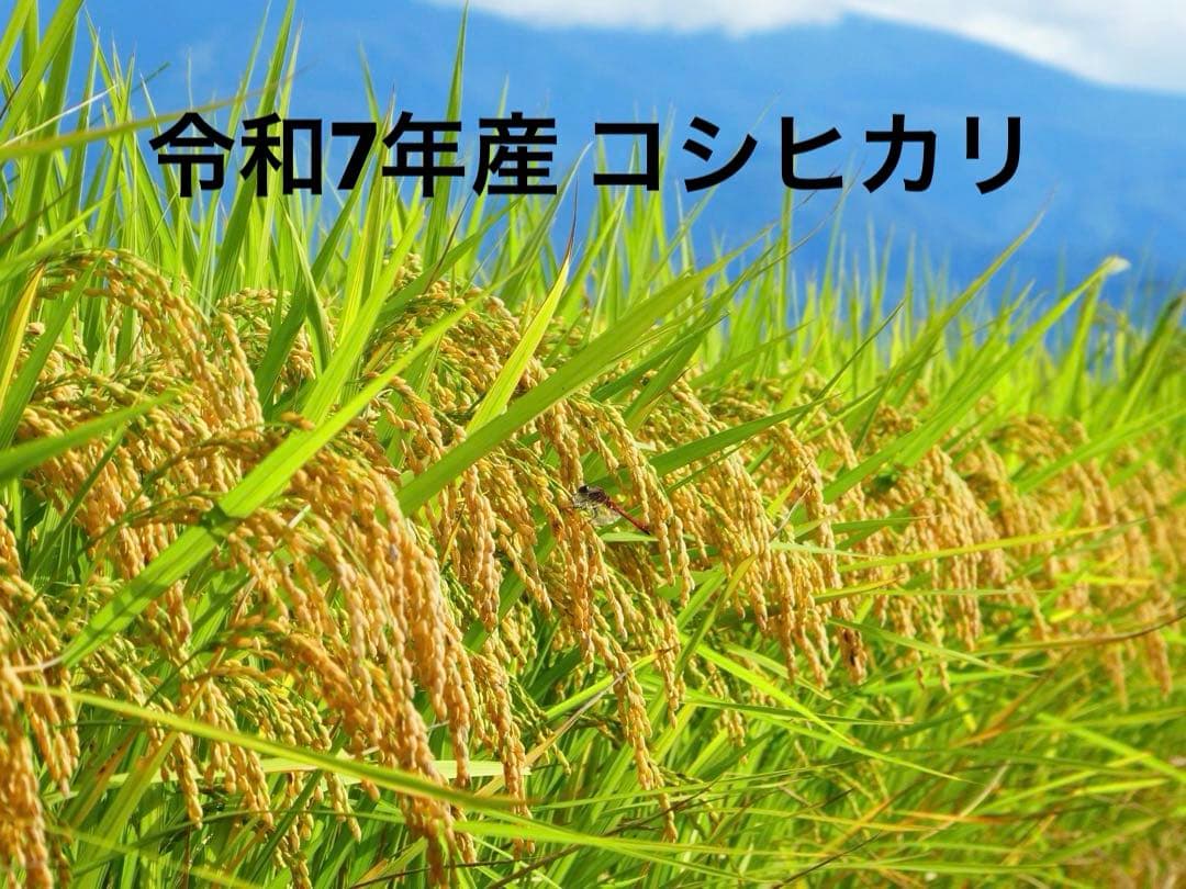 農家直送　10キロ　精米　令和7年産コシヒカリ　福島県産③