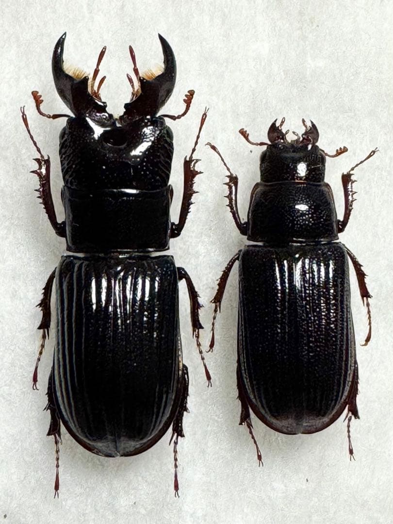 ミヤマツヤハダクワガタ　♂20.8〜20.9㎜ペア　標本