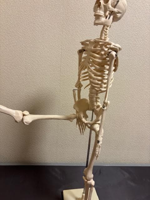 美品★人体骨格模型　80cm　1/2サイズ 骸骨