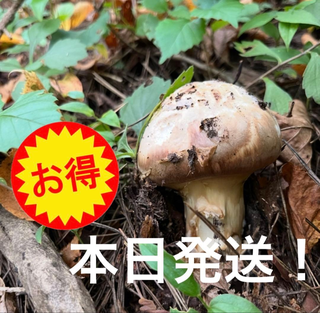 【大人気‼︎ 訳あり特価‼︎ 傘大量600g】 本日採れ‼︎ 松茸◆クール便発送◆