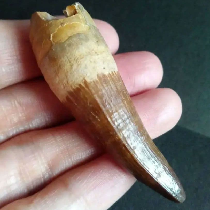 化石標本　絶滅種ワニ類　 ディロサウルス　極美麗