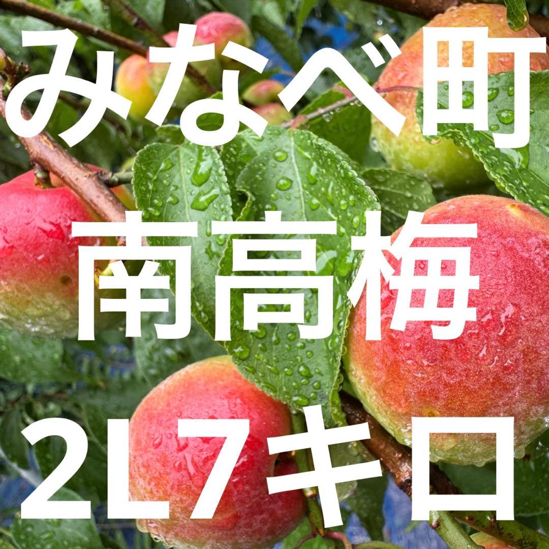 和歌山県みなべ町 南高梅 24時間以内収穫分2Lサイズ7キロ