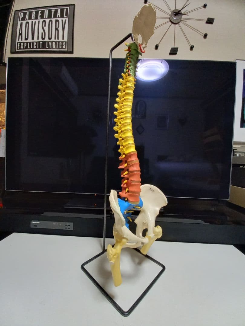 スタンド付き脊柱模型　骨格模型　椎骨　神経付　ドイツ製作品