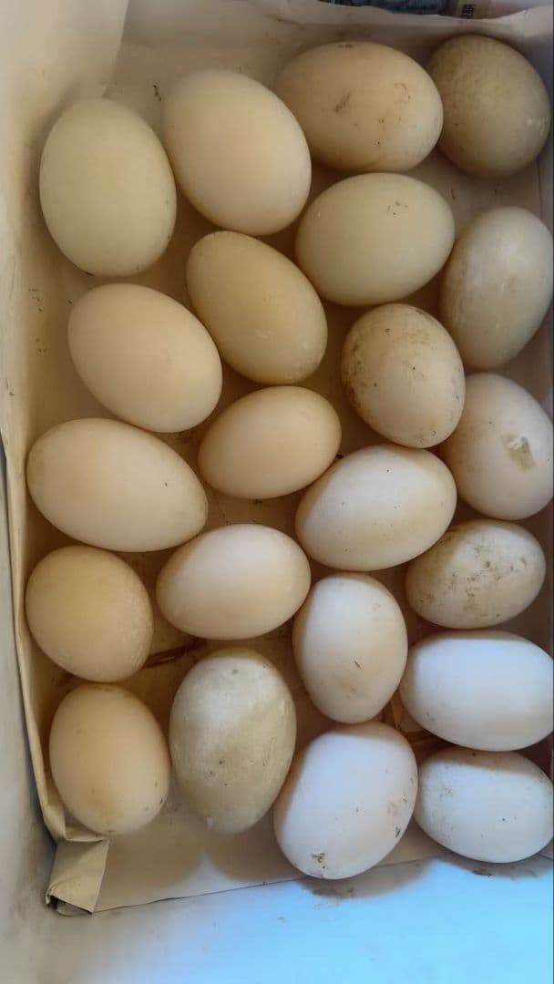 アヒル 鴨の卵 40個