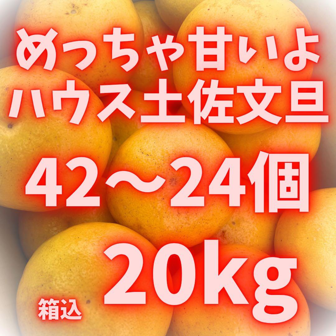 文旦　土佐文旦　ハウス栽培　　42