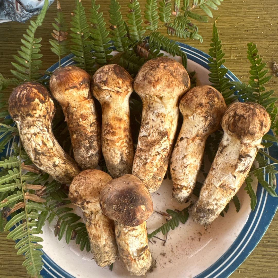 10/13昼採れ南信州産松茸210gこま品