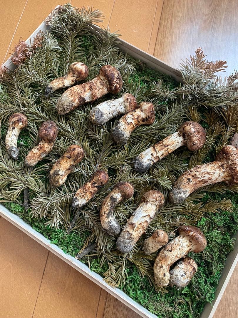 北海道　松茸　本日採れ