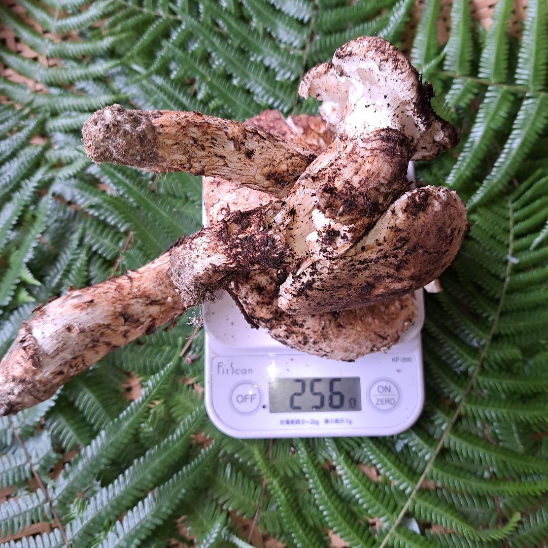 広島県産松茸　256g　2本折れてます。