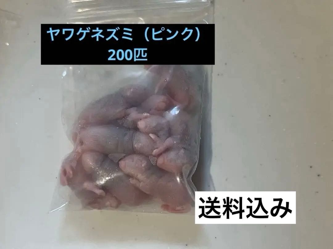 ヤワゲネズミ　ピンク　200匹（オマケ10匹付き）