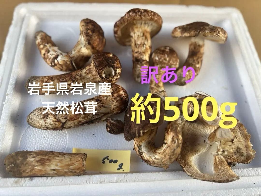 岩手県岩泉産松茸10/13午前採り(開き&傷物)