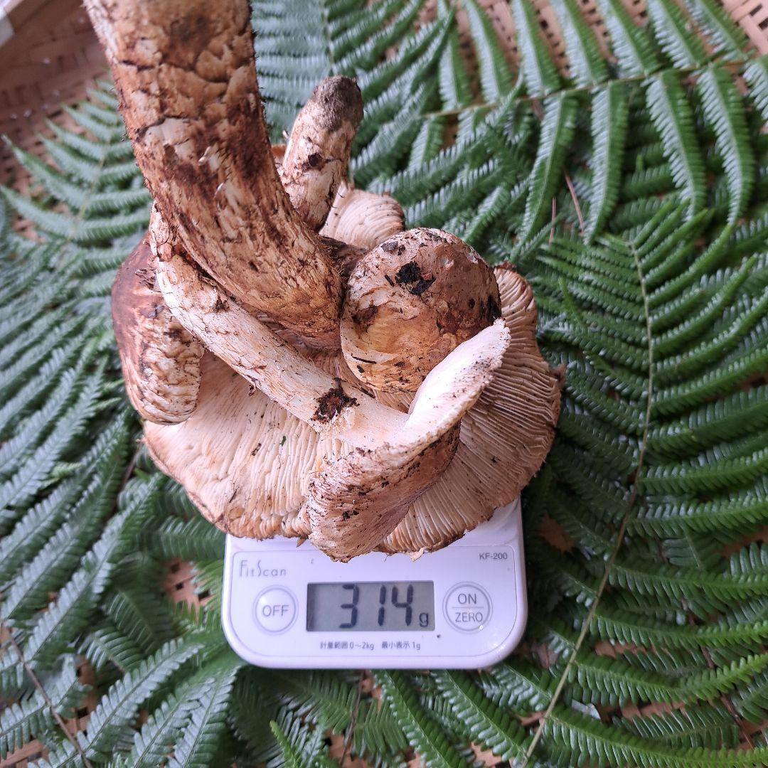 広島県産松茸　314g　　1本虫食いあり