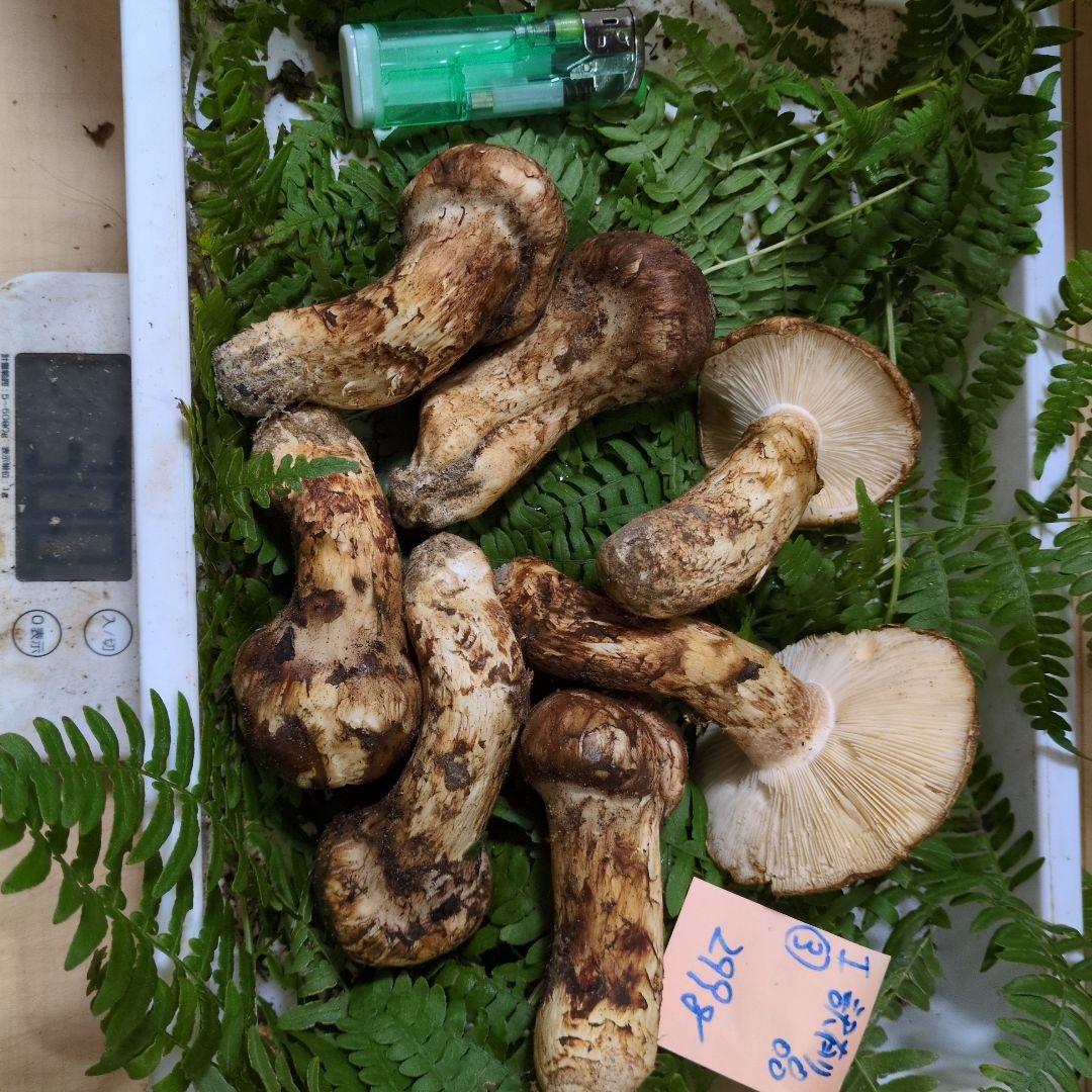 和歌山松茸　新鮮朝市　訳有り品　299㌘