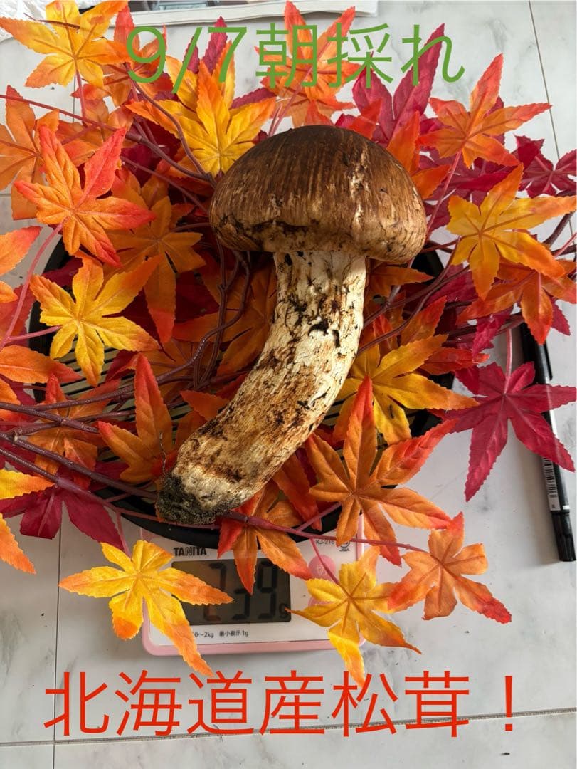 【北海道産地】9月7日収穫！美味しい松茸　239g