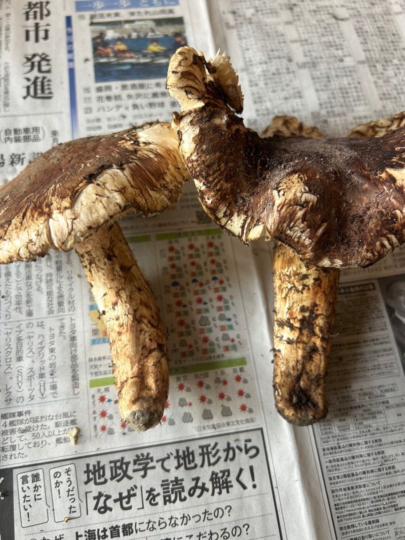 岩手県産松茸　開き大319g シーズンラスト