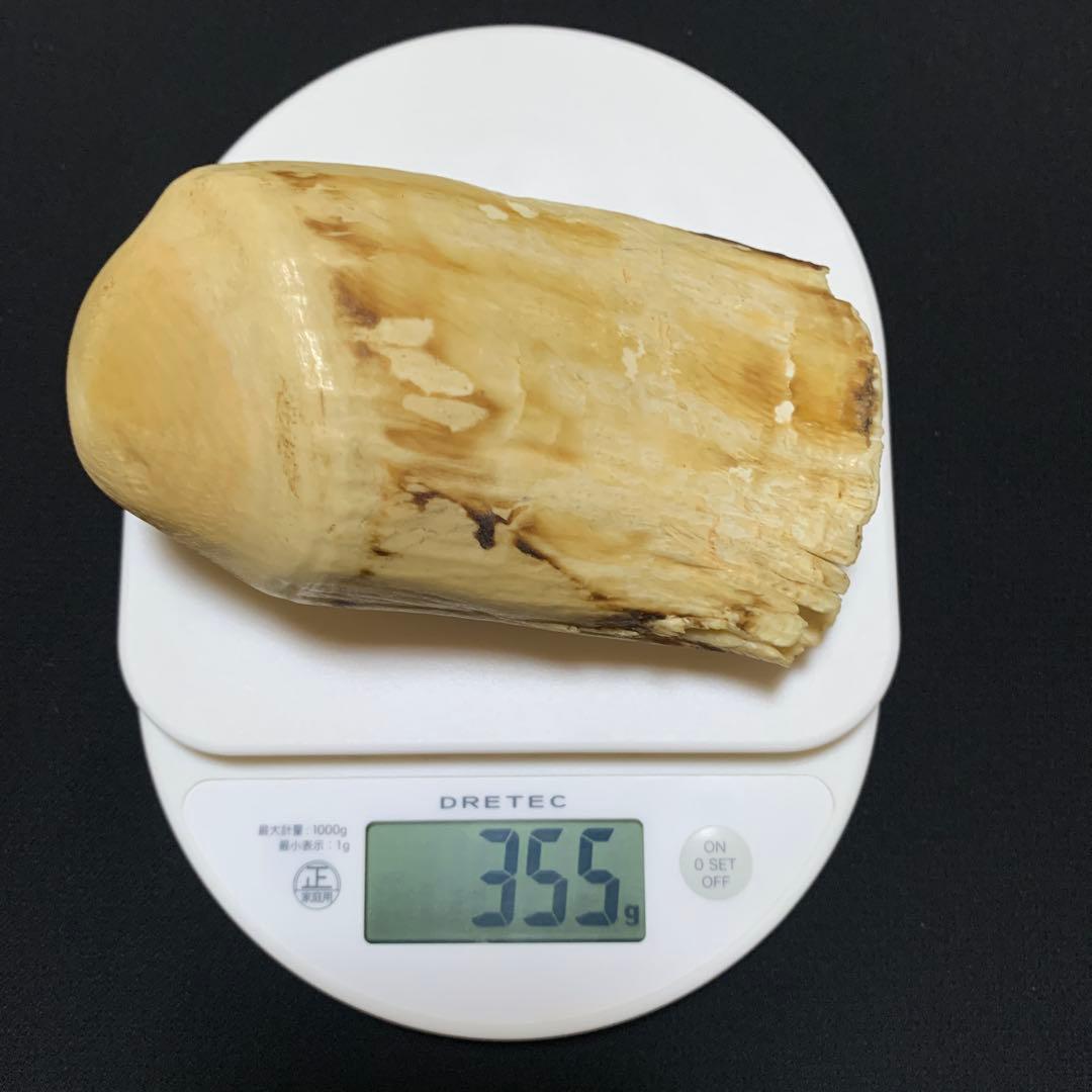 鯨歯