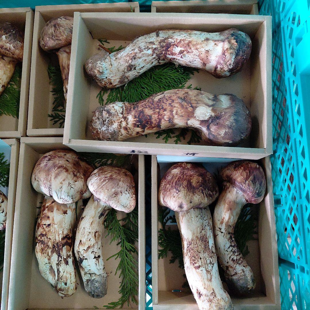 中国産特大松茸新鮮 5箱