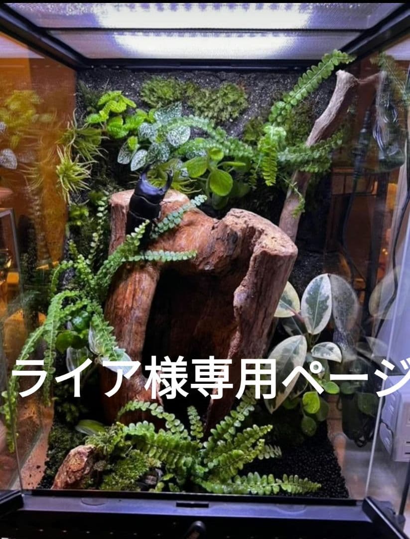 ライアページ